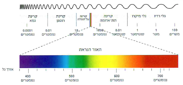 (בספר תמונה:) תצלום רנטגן של יד.